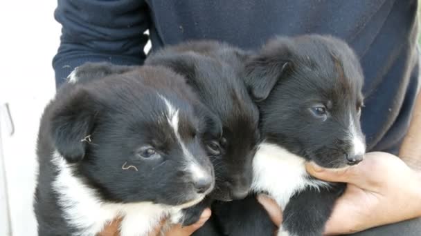 Tre piccoli cuccioli divertenti tra le braccia dell'uomo. Nero cuccioli giocosi con una colorazione bianca interessante — Video Stock