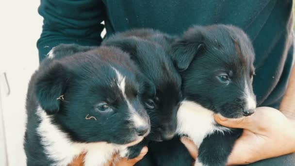 Três cachorrinhos engraçados nos braços do homem. Cachorros brincalhões pretos com uma coloração branca interessante — Vídeo de Stock