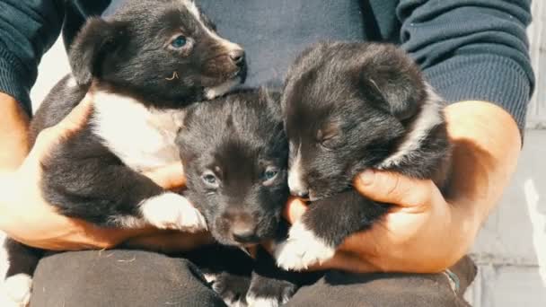 Três cachorrinhos engraçados nos braços do homem. Cachorros brincalhões pretos com uma coloração branca interessante — Vídeo de Stock