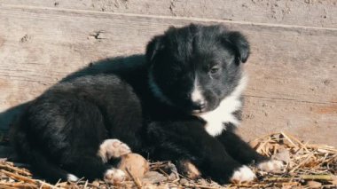 İki sevimli siyah ve beyaz yavru güneşte yalan ve birbirleri ile oynamak.