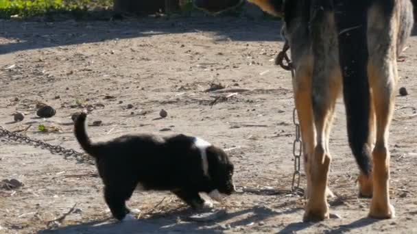 Pies na łańcuchu przypominający Pasterza psa i jej mały czarny szczeniak obok niej. Pies matka i jej szczeniak — Wideo stockowe