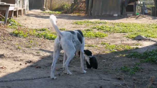 Cão branco-preto em uma cadeia cheira filhote de cachorro — Vídeo de Stock