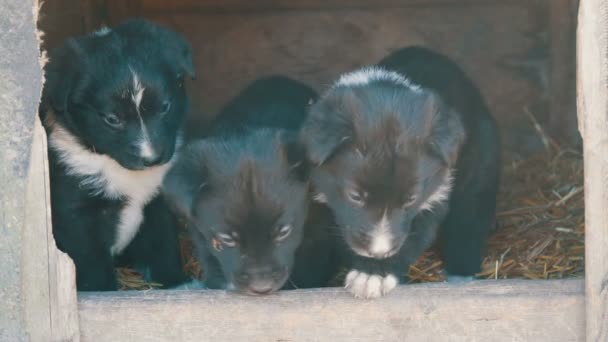 Schöne süße lustige kleine schwarz-weiße Welpen sitzen im Hundehaus und spielen — Stockvideo