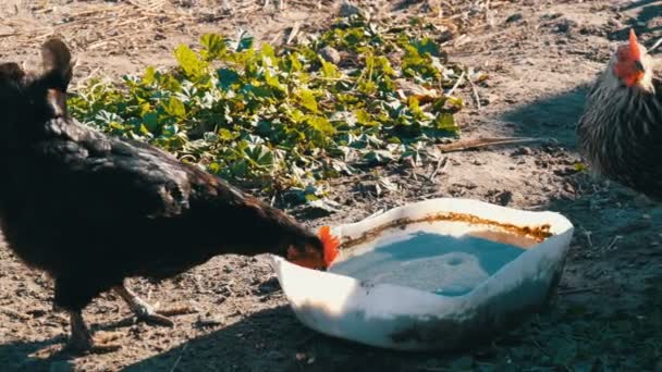 Pollos domésticos beben agua de un abrevadero en el patio rural — Vídeo de stock