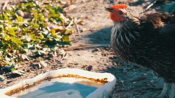 El pollo doméstico bebe agua de un bebedero en el patio rural — Vídeo de stock
