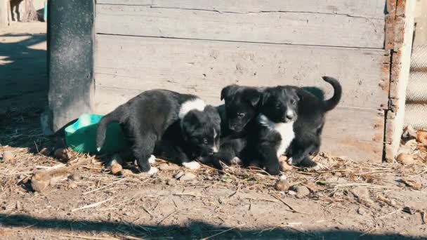 Tre piccoli simpatici cuccioli neri giocosi con interessante colorazione bianca siedono nel cortile — Video Stock