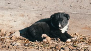İki sevimli siyah ve beyaz yavru güneşte yalan ve birbirleri ile oynamak.