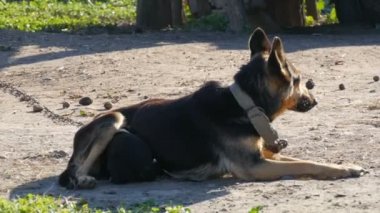 Bir çoban köpeği ve onun süt içme onun küçük siyah yavrusu benzeyen bir zincir üzerinde köpek. Köpek anne ve onun köpek yavrusu