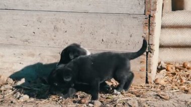 İki sevimli siyah ve beyaz yavru güneşte yalan ve birbirleri ile oynamak.