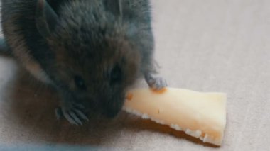 Bir karton kutunun içinde parça peynir yeme ev gri fare