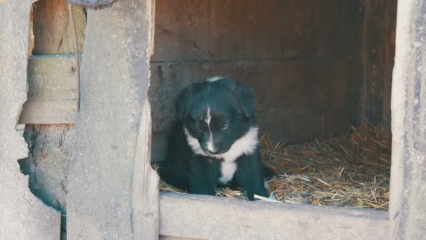 Vacker Söt rolig liten svartvit ensam valp sitter i doghouse och tittar på kameran tyvärr — Stockvideo