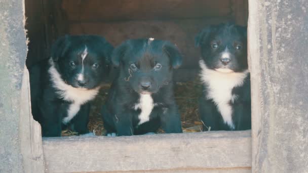 Tres hermosos lindos cachorros divertidos miran desde la casa del perro en la cámara — Vídeos de Stock