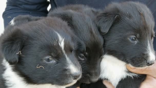 Tres cachorritos divertidos en sus brazos. Negro cachorros juguetones con un interesante color blanco — Vídeos de Stock