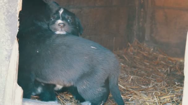 Beau mignon drôle petits chiots noirs et blancs assis dans la niche et jouer 