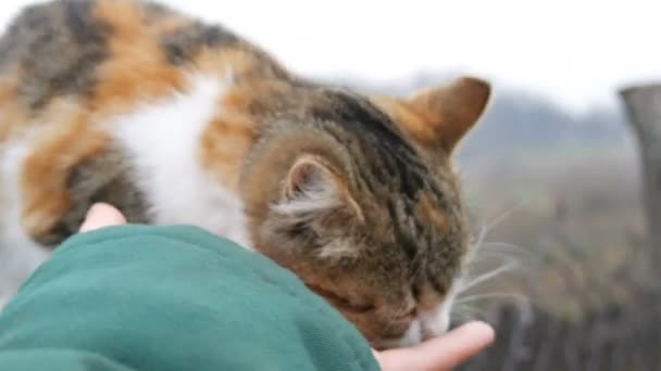 Cat gnuggar försiktigt handen på kvinna — Stockvideo