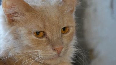 Evde bir pencerede oturan güzel kırmızı kedi, yakın görünüm