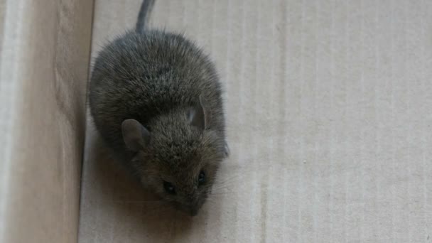 Casa mouse grigio siede in una scatola di cartone — Video Stock