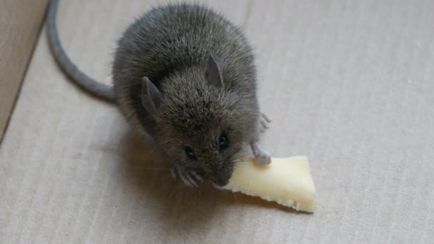 Ház szürke egeret eszik darab sajt, egy karton dobozban — Stock videók