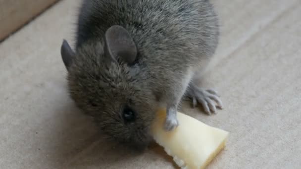 Vista de cerca de la casa hocico gris ratón comiendo pedazo de queso en una caja de cartón — Vídeos de Stock