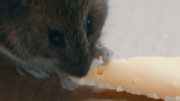Close-up van snuit grijze huismuis stukje kaas eten in een kartonnen doos — Stockvideo