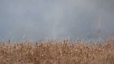 Orman bozkır boyunca vahşi ateş yayılır. Doğal yangında Kuru Çim yakma