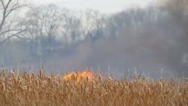 Dziki ogień rozprzestrzenia się po całym lesie stepowy. Spalanie suchej trawy w naturalnym ogniu — Wideo stockowe