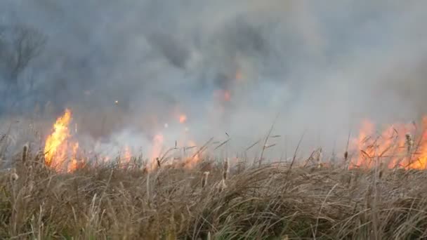 Grote wilde vuur met hoge vlammen en rook brandt de natuur rond — Stockvideo