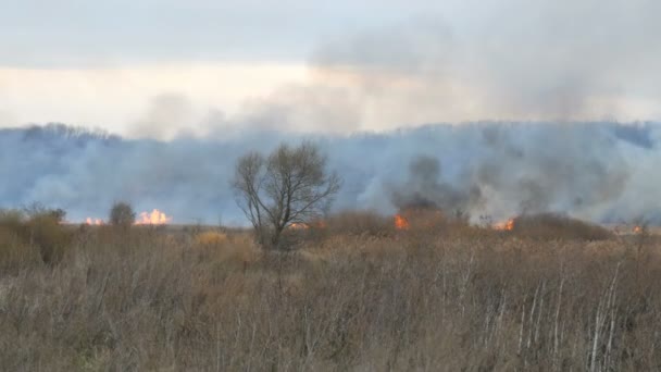 Grand feu de forêt avec de hautes flammes et la fumée brûle la nature autour 