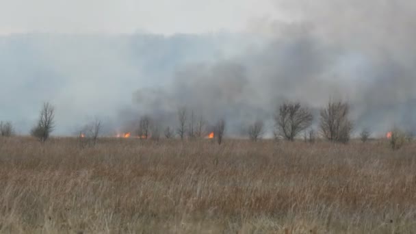 Grand feu de forêt avec de hautes flammes et la fumée brûle la nature autour 