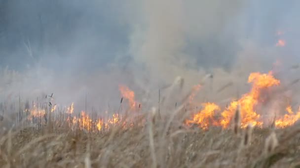 Le feu de forêt se propage à travers la steppe forestière. Brûler l'herbe sèche dans le feu naturel 