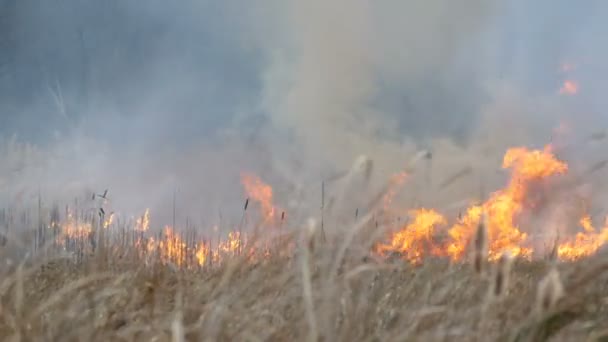 야생의 불길이 숲 대초원을 가로질러 펼쳐집니다. 자연 불에 마른 잔디 굽기 — 비디오