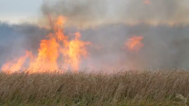 Le feu de forêt se propage à travers la steppe forestière. Brûler l'herbe sèche dans le feu naturel 