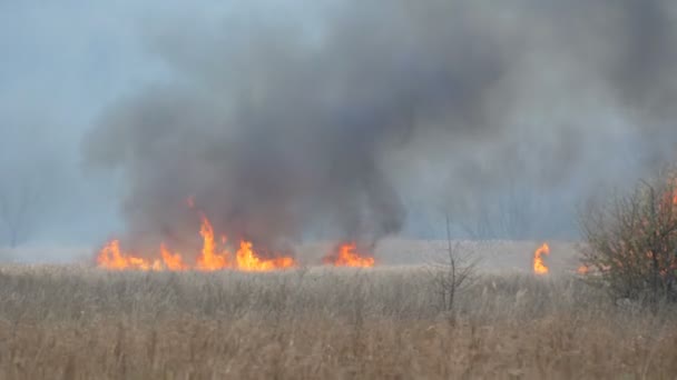 Большой дикий огонь с высоким пламенем и дымом сжигает природу вокруг — стоковое видео