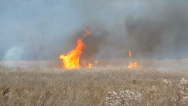 Une énorme flamme de feu brûle la nature autour. L'herbe de steppe sèche brûle avec une grande flamme. Un feu de forêt dans la steppe forestière 