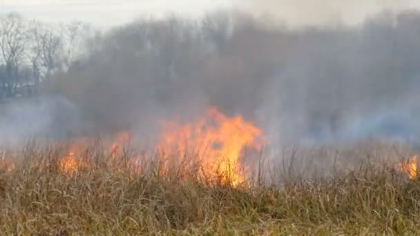 Η άγρια φωτιά εξαπλώνεται σε όλη τη στέπη του δάσους. Καίγοντας ξηρό γρασίδι στη φυσική φωτιά — Αρχείο Βίντεο