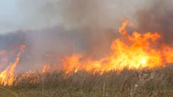 Fuego salvaje se extiende a través de la estepa del bosque. Quema de hierba seca en el fuego natural — Vídeo de stock