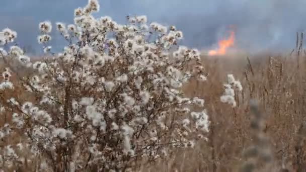 Hermoso arbusto en el área de la estepa con flores esponjosas blancas a finales de otoño en el contexto del fuego ardiente — Vídeos de Stock