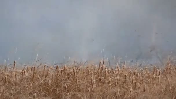 Fuego salvaje se extiende a través de la estepa del bosque. Quema de hierba seca en el fuego natural — Vídeo de stock
