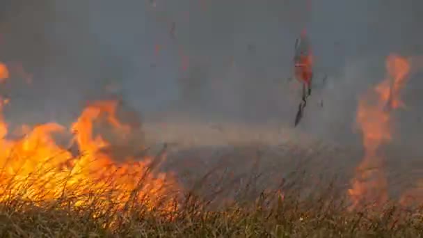 Величезний вогонь спалює природу навколо. Суха степова трава горить великим полум'ям. Дикий вогонь у лісовому степу — стокове відео