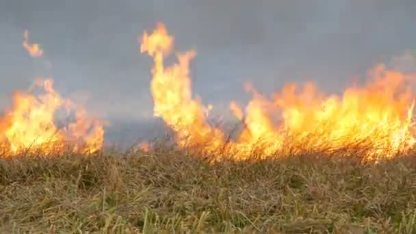 Enorme vlam van vuur brandt de natuur rond. Droge steppegras brandt met een grote vlam. Wilde brand in de bos steppe — Stockvideo