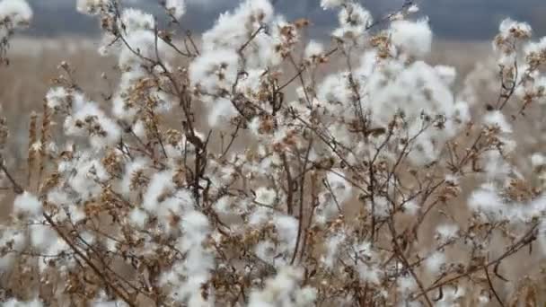 Beau buisson dans la région de steppe avec des fleurs duveteuses blanches à la fin de l'automne 
