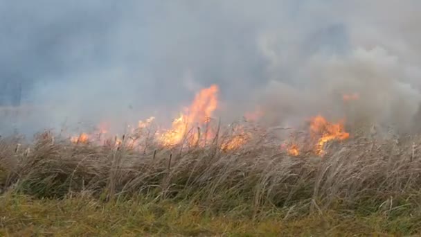 Grand feu de forêt avec de hautes flammes et la fumée brûle la nature autour 