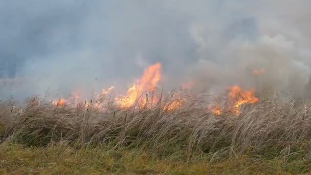 Μεγάλη άγρια φωτιά με ψηλές φλόγες και καπνό καίει τη φύση γύρω — Αρχείο Βίντεο