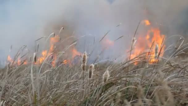 Dziki ogień rozprzestrzenia się po całym lesie stepowy. Spalanie suchej trawy w naturalnym ogniu — Wideo stockowe