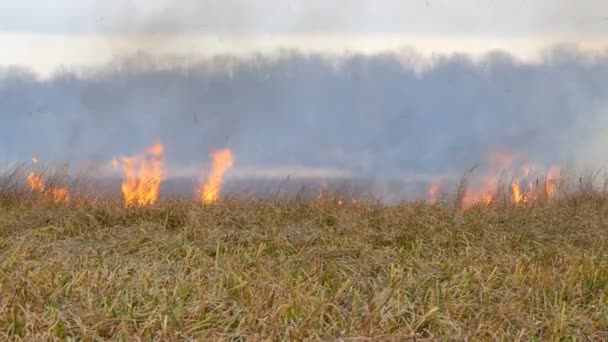 Wild vuur verspreidt zich over de bos steppe. Het branden van droog gras in de natuurlijke brand — Stockvideo