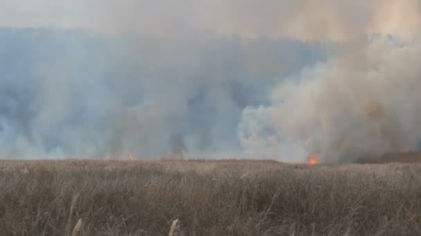 Grand feu de forêt avec de hautes flammes et la fumée brûle la nature autour 