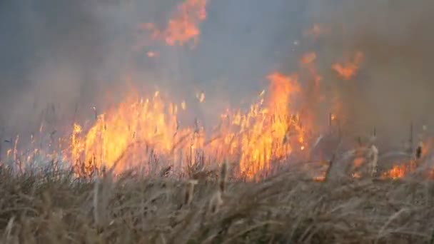 Wild vuur verspreidt zich over de bos steppe. Het branden van droog gras in de natuurlijke brand — Stockvideo