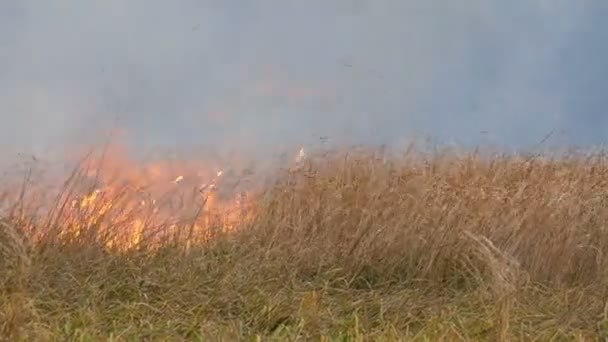 Orman bozkır boyunca vahşi ateş yayılır. Doğal yangında Kuru Çim yakma — Stok video