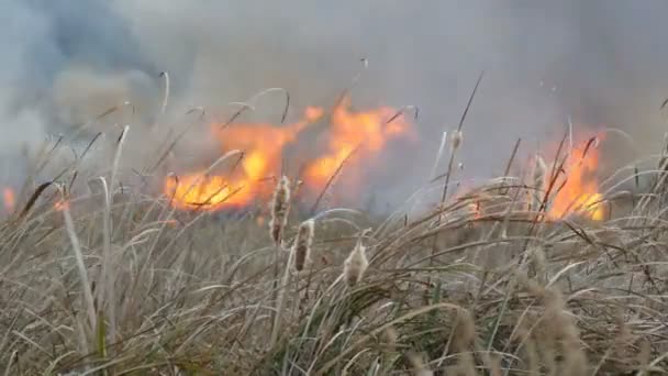 Wild vuur verspreidt zich over de bos steppe. Het branden van droog gras in de natuurlijke brand — Stockvideo