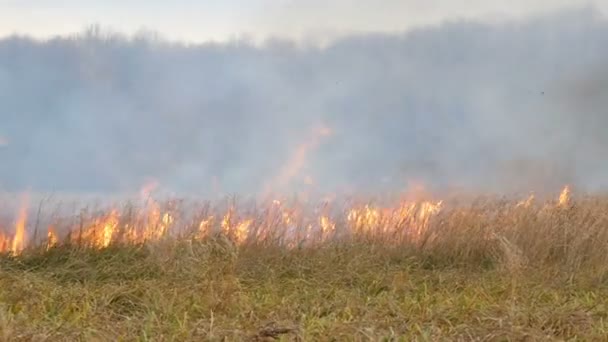 O fogo selvagem espalha-se pela estepe da floresta. Queimando grama seca no fogo natural — Vídeo de Stock